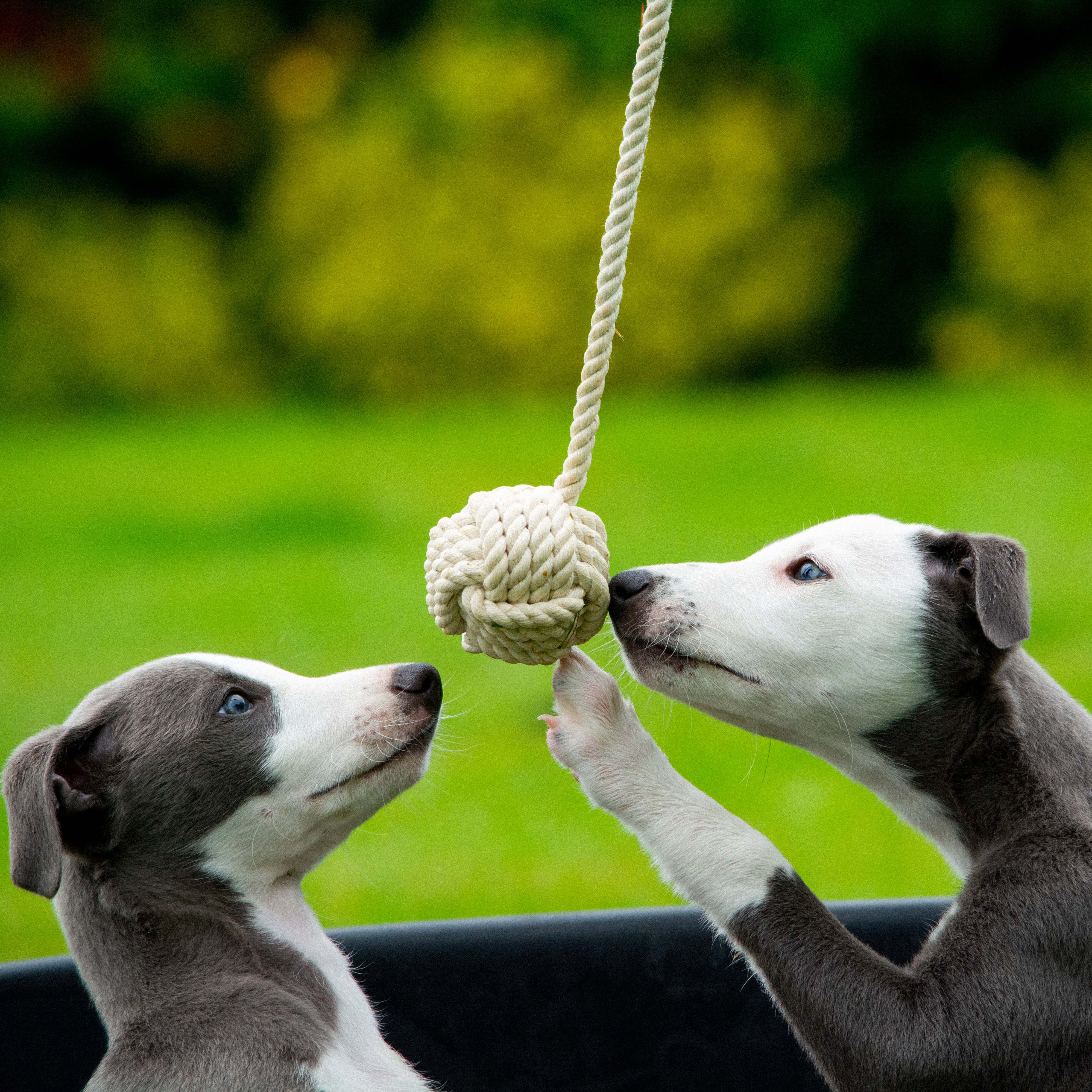 The Innocent Hound Rope Ball tau hundeleke 40 cm bomull