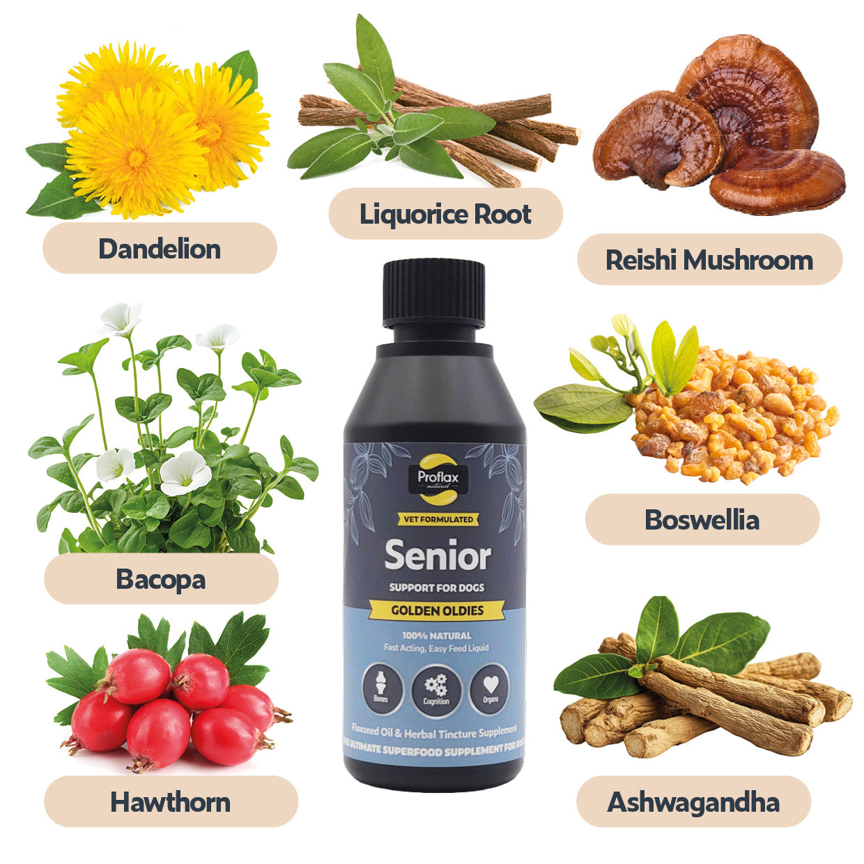 Proflax Golden Oldies olje 100 ml seniorhund