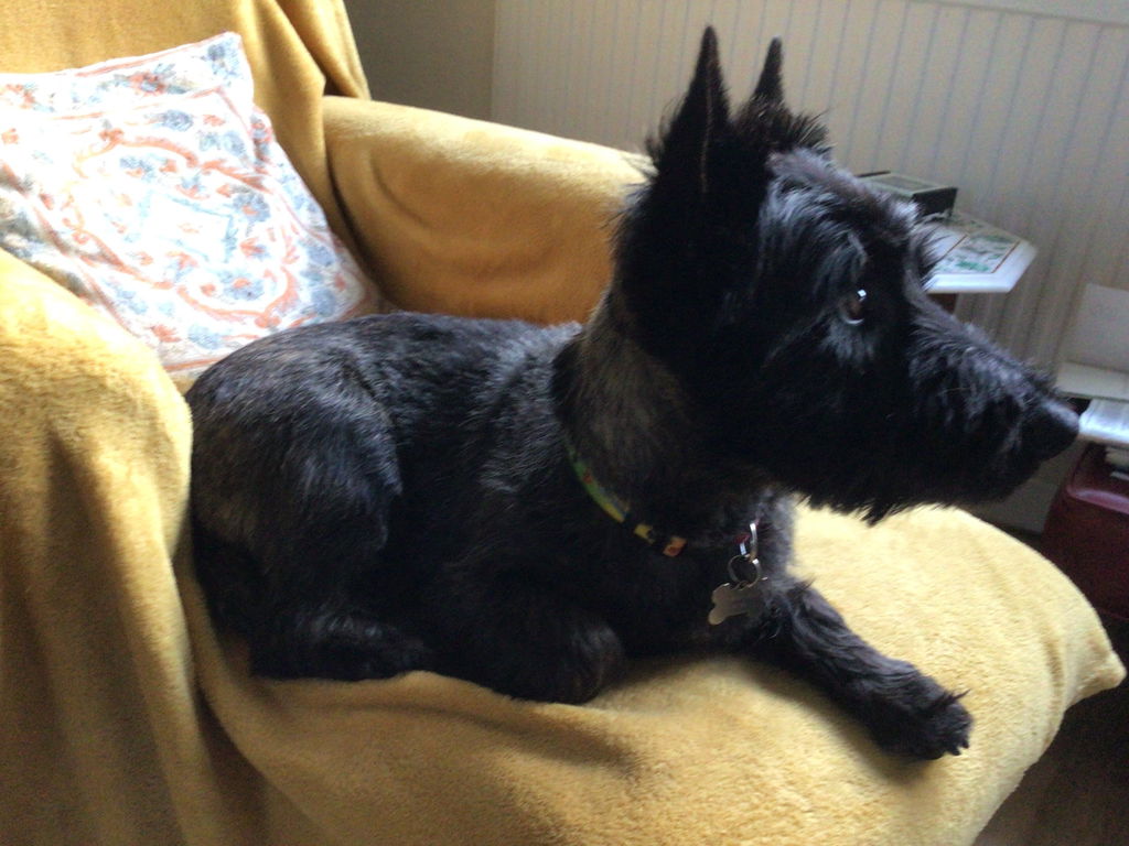 Proflax Tummy Tastic pulver hund 125 g rolig mage