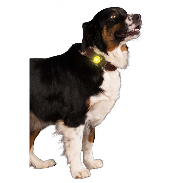 Mera Nightwalk LED-lampe til hundehalsbånd blå synlig 200 m
