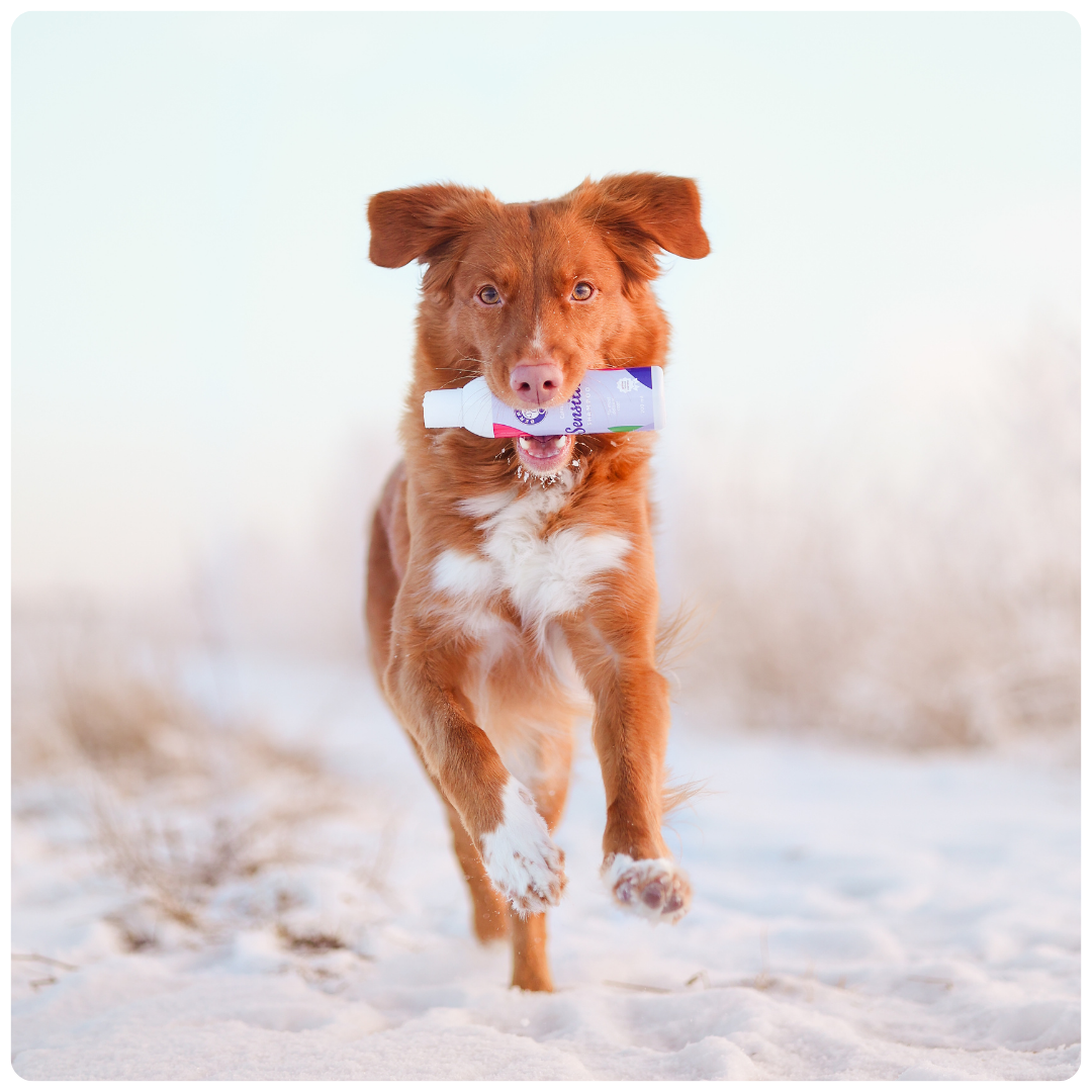 BerryOMG Calming Sensitive sjampo til hund parfymefri