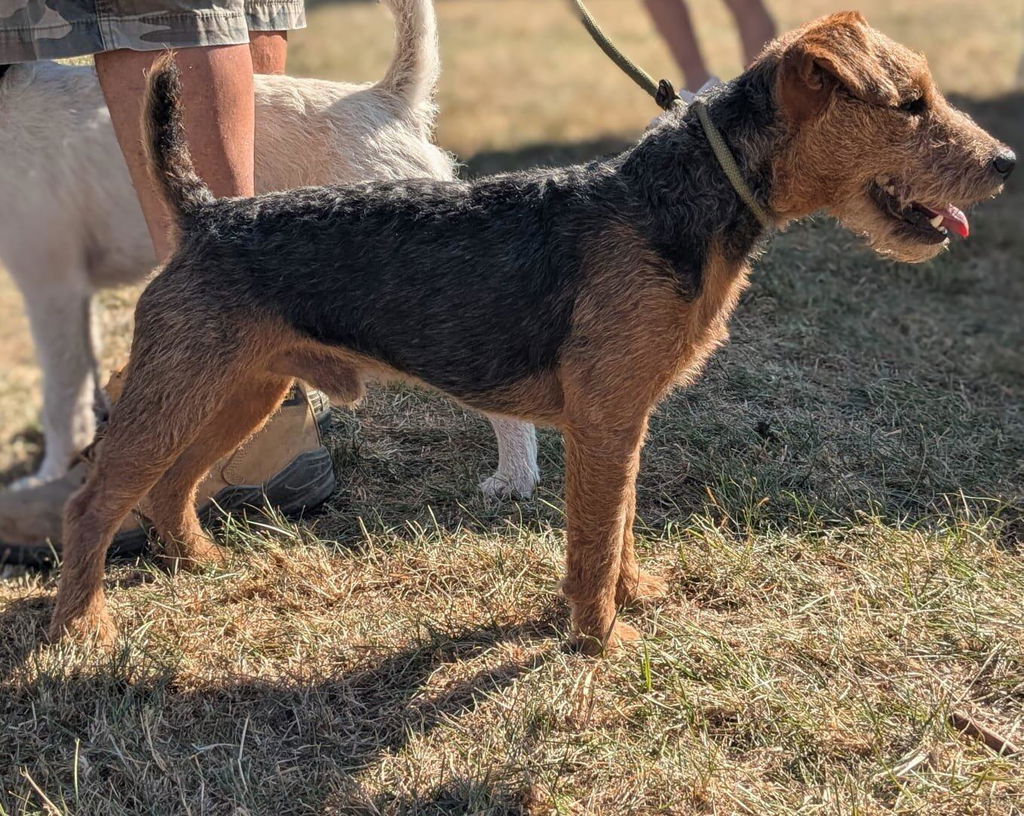 Proflax Power Revive muskelpulver til hund 100 g restitusjon