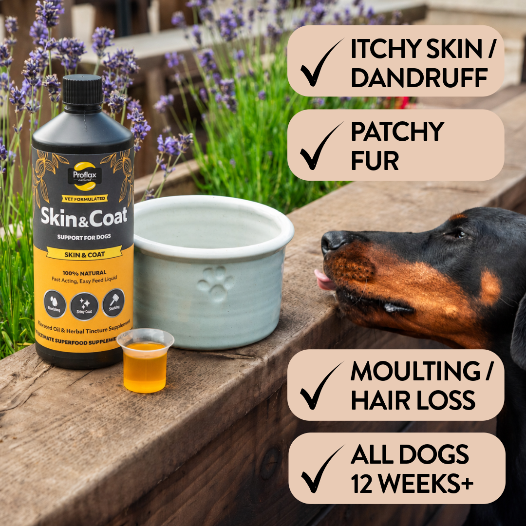 Proflax Skin & Coat olje for hund 250 ml blank pels
