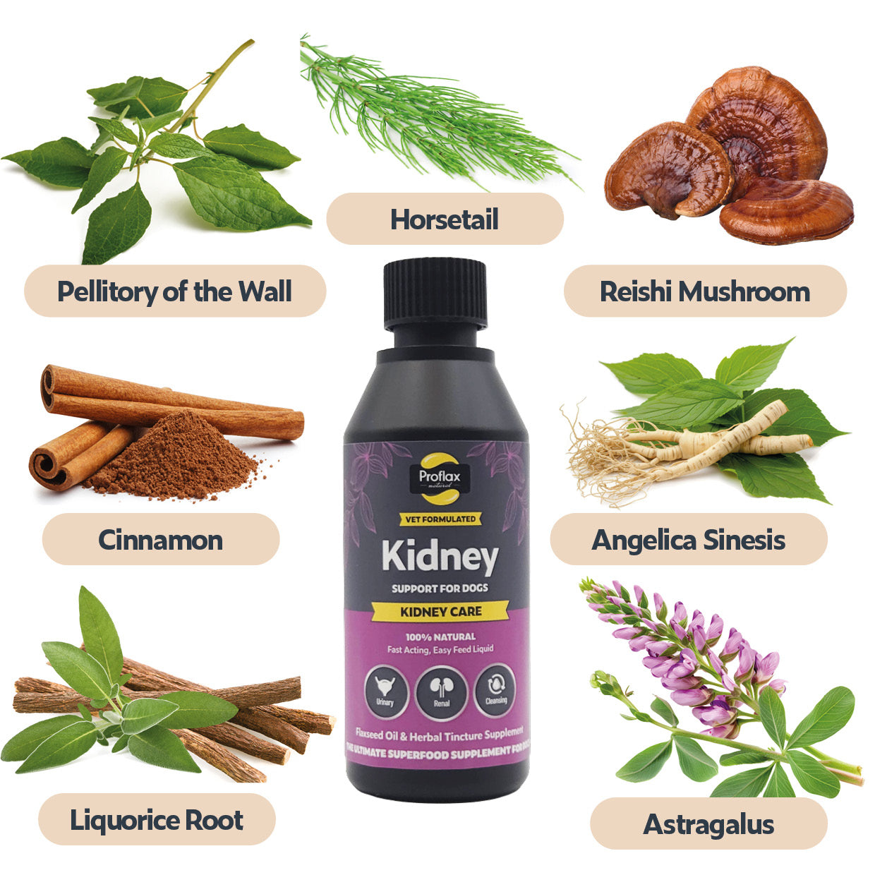 Proflax Kidney Care olje 100 ml nyre urinvei