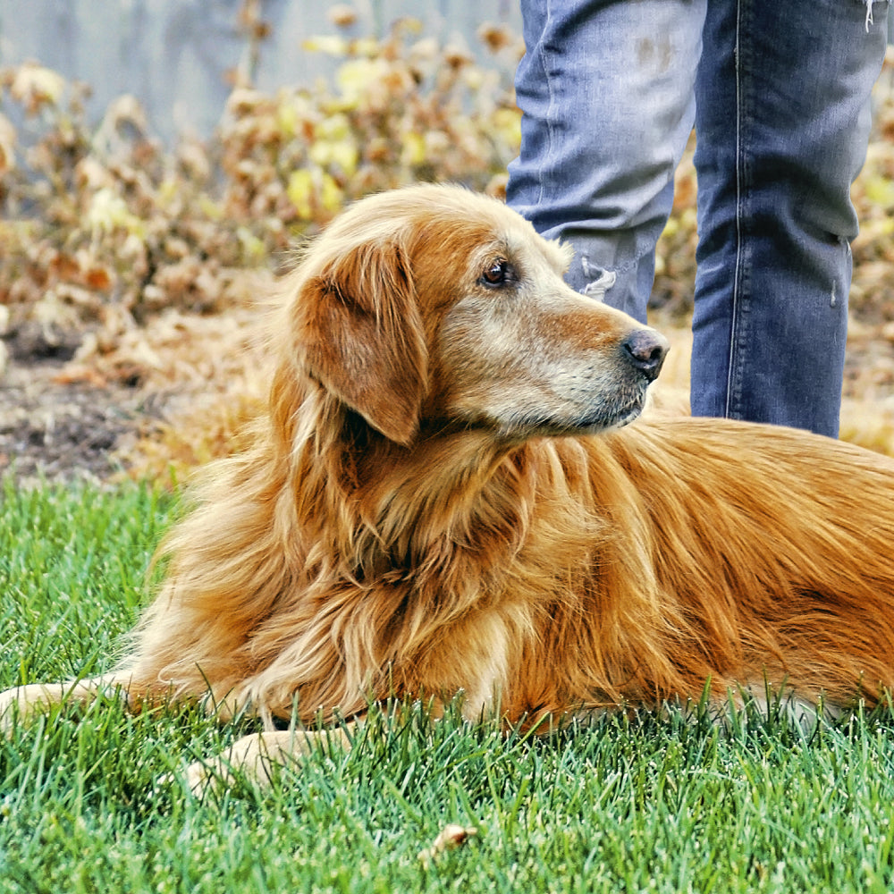 Mera essential Senior tørrfôr hund 2 kg senior