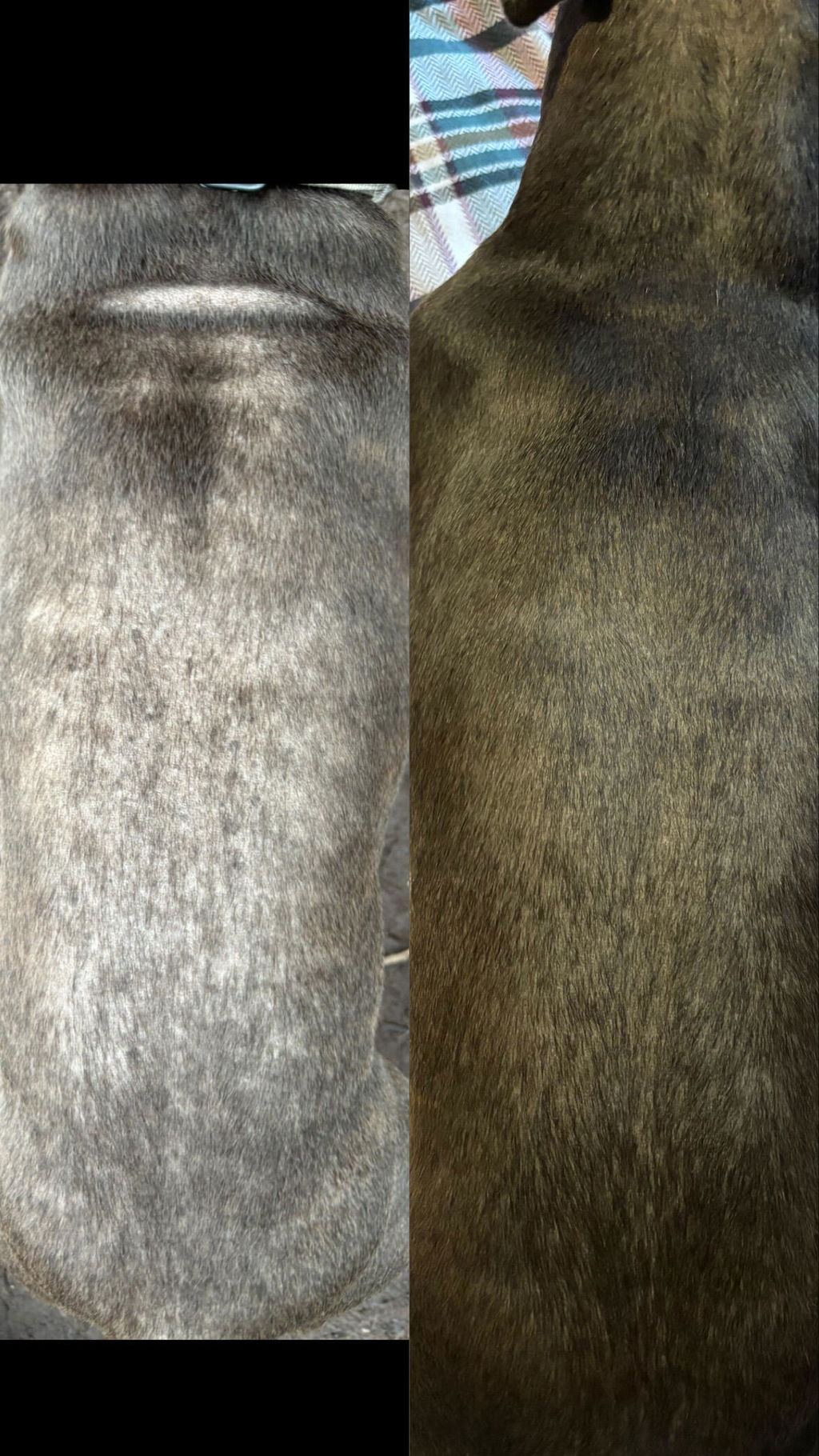 Proflax Skin & Coat olje for hund 250 ml blank pels