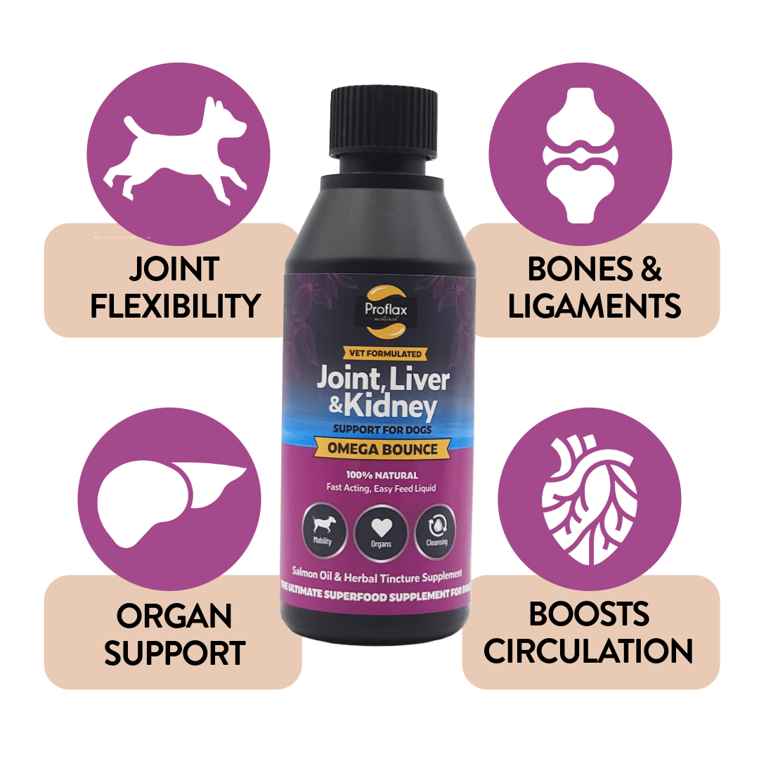 Proflax Omega Bounce lakseolje hund 100 ml ledd