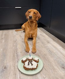 The Innocent Hound Birthday Cake Mix hundekake kornfri