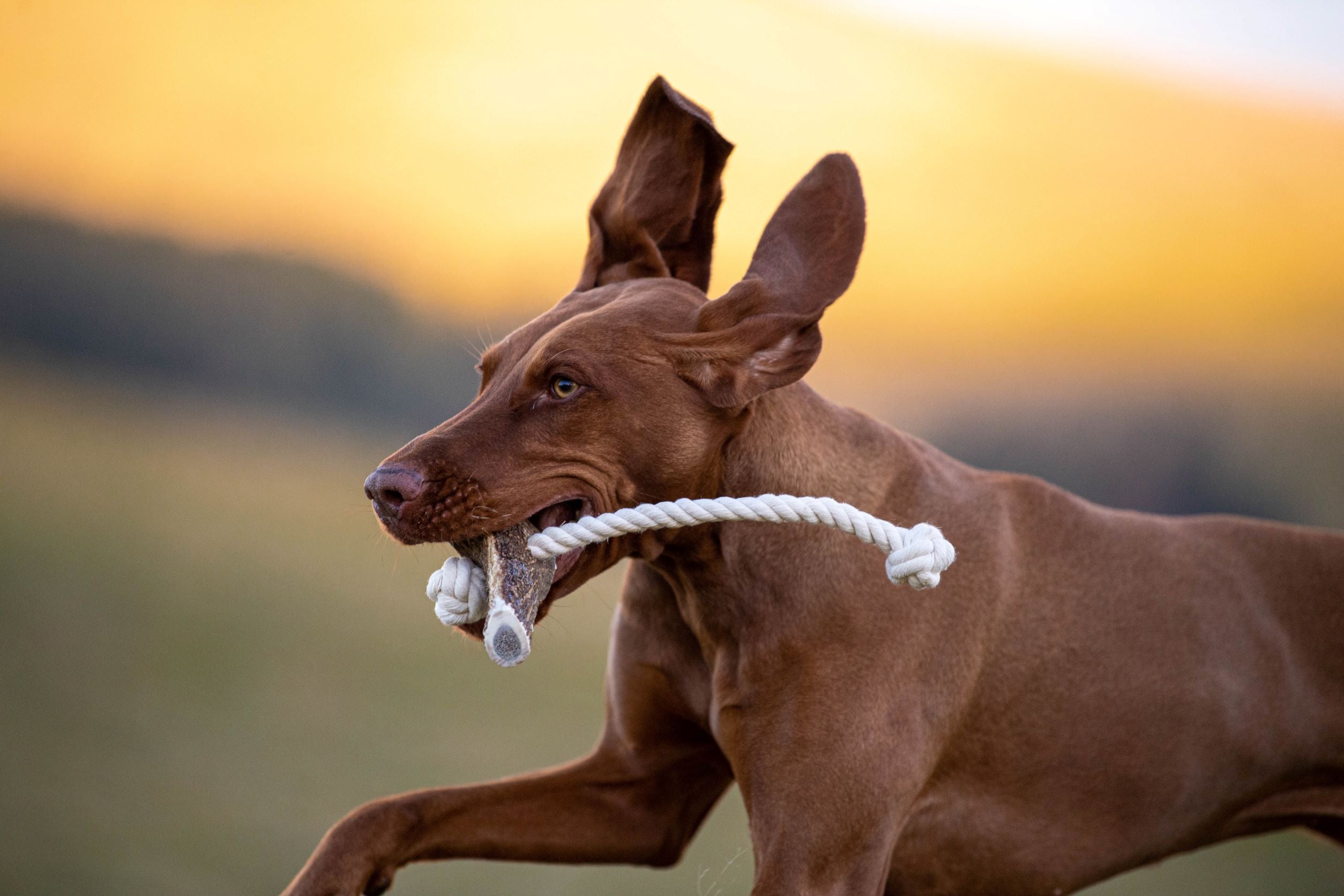 The Innocent Hound Antler Rope hundeleketøy Chunky hjortegevir