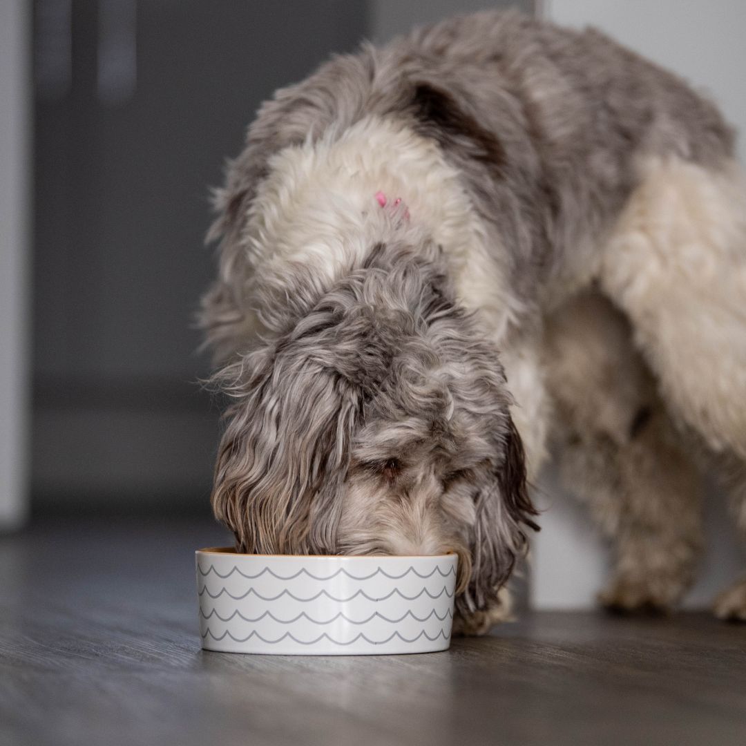 The Innocent Hound Gourmet Chicken Hotpot hundefôr 1,5kg kylling