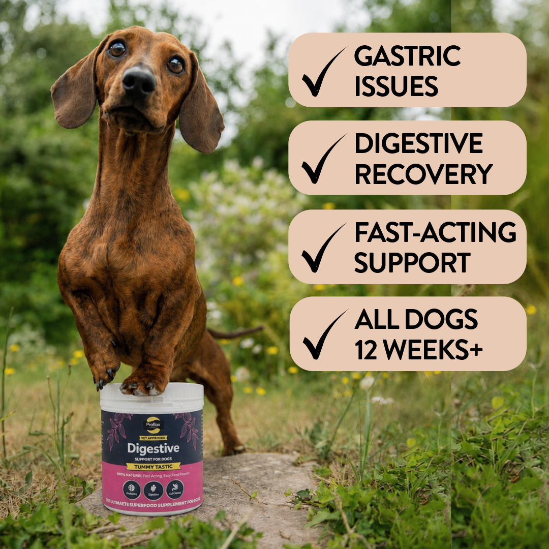 Proflax Tummy Tastic pulver hund 125 g rolig mage