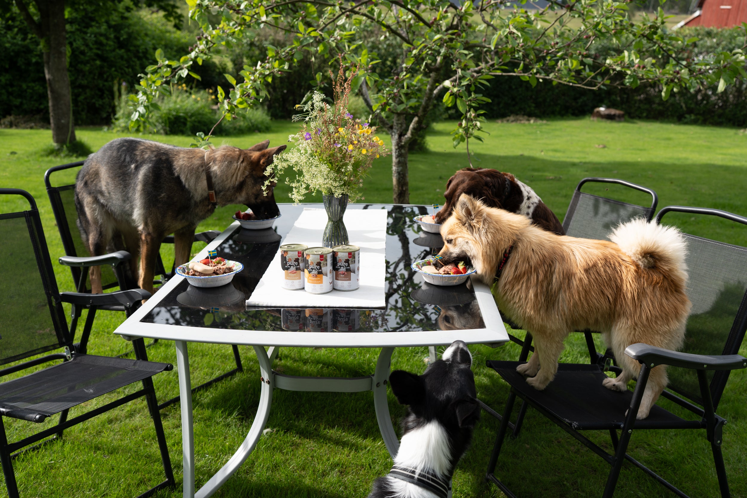 Mera Pure Sensitive kyllinghjerte våtfôr hund kornfri