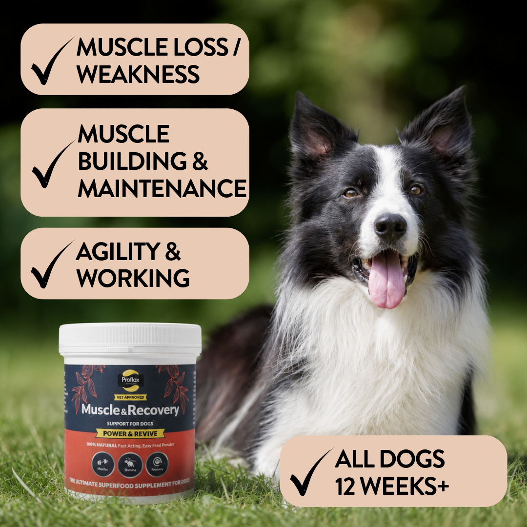 Proflax Power Revive muskelpulver til hund 100 g restitusjon