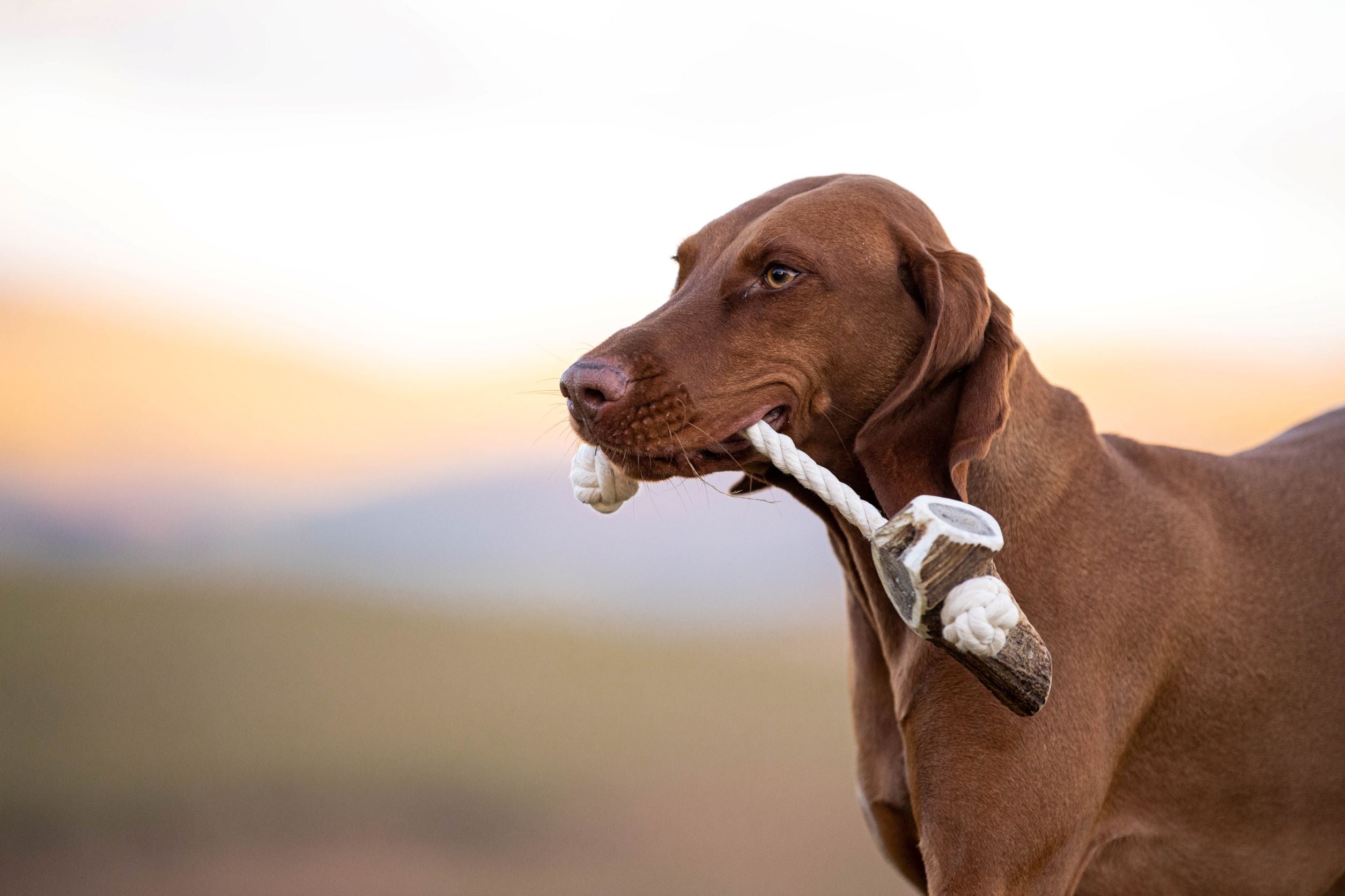 The Innocent Hound Antler Rope hundeleketøy Chunky hjortegevir