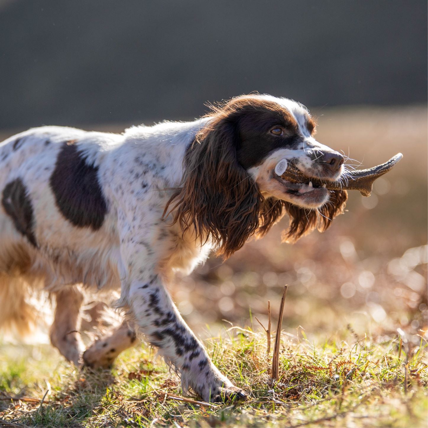 The Innocent Hound Antler tyggebein Small hjortegevir