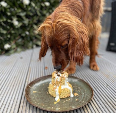 The Innocent Hound Birthday Cake Mix hundekake kornfri