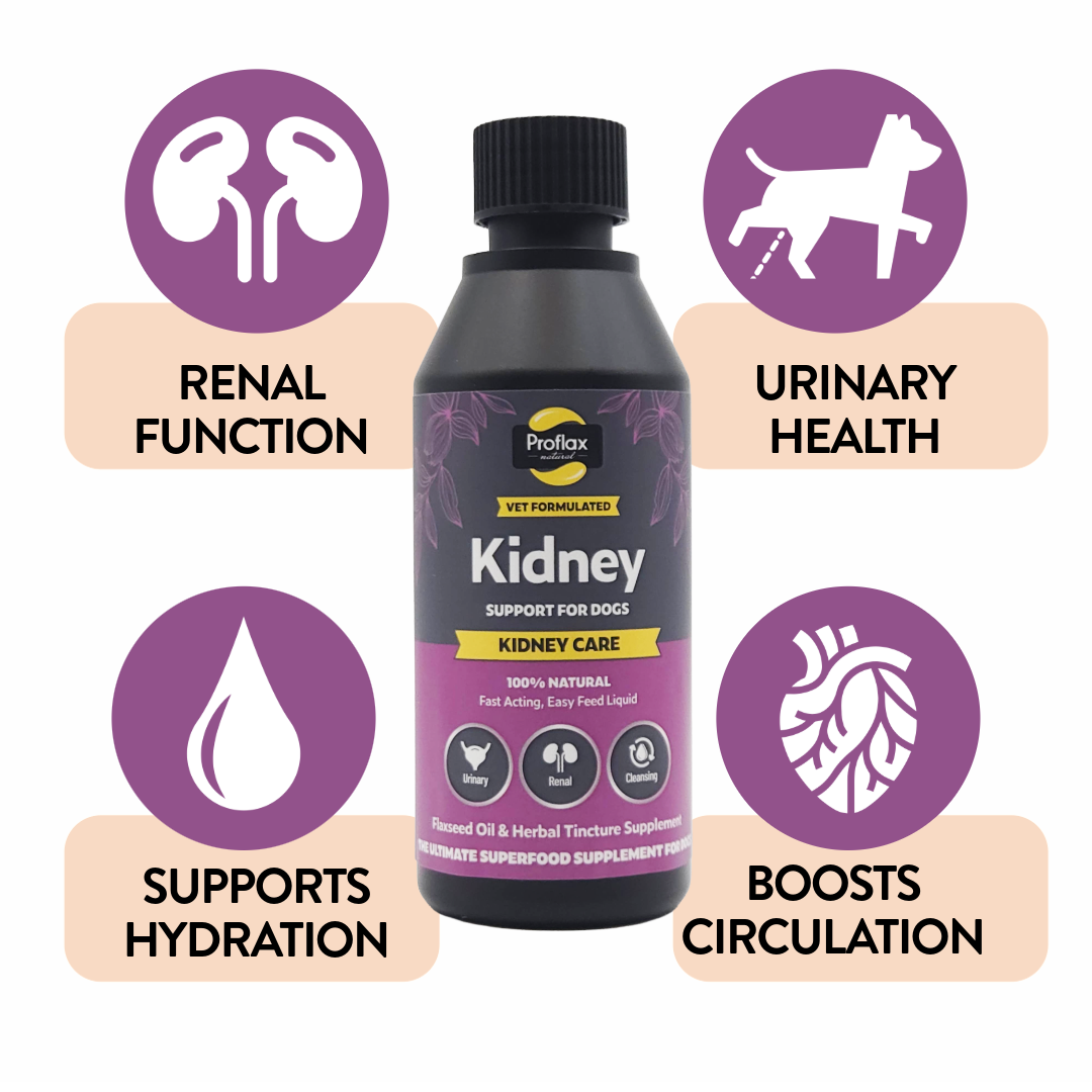 Proflax Kidney Care olje 100 ml nyre urinvei