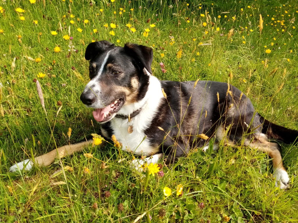 Proflax Mega Mobility pulver hundetilskudd 125 g ledd