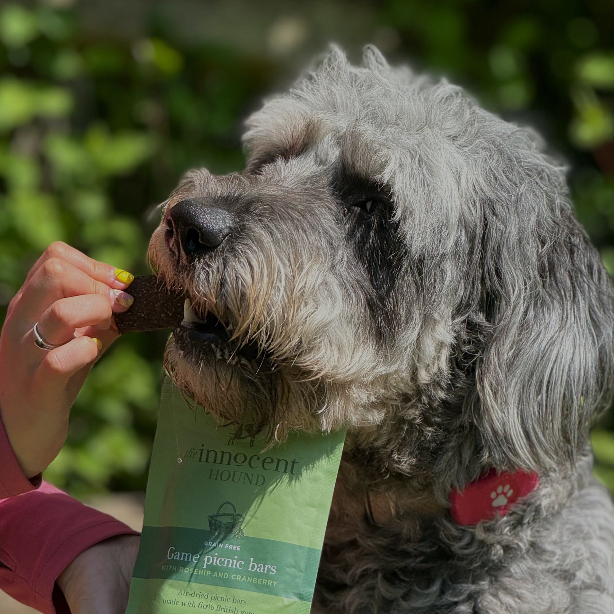 The Innocent Hound Game Picnic Bars hundegodbit 70g vilt