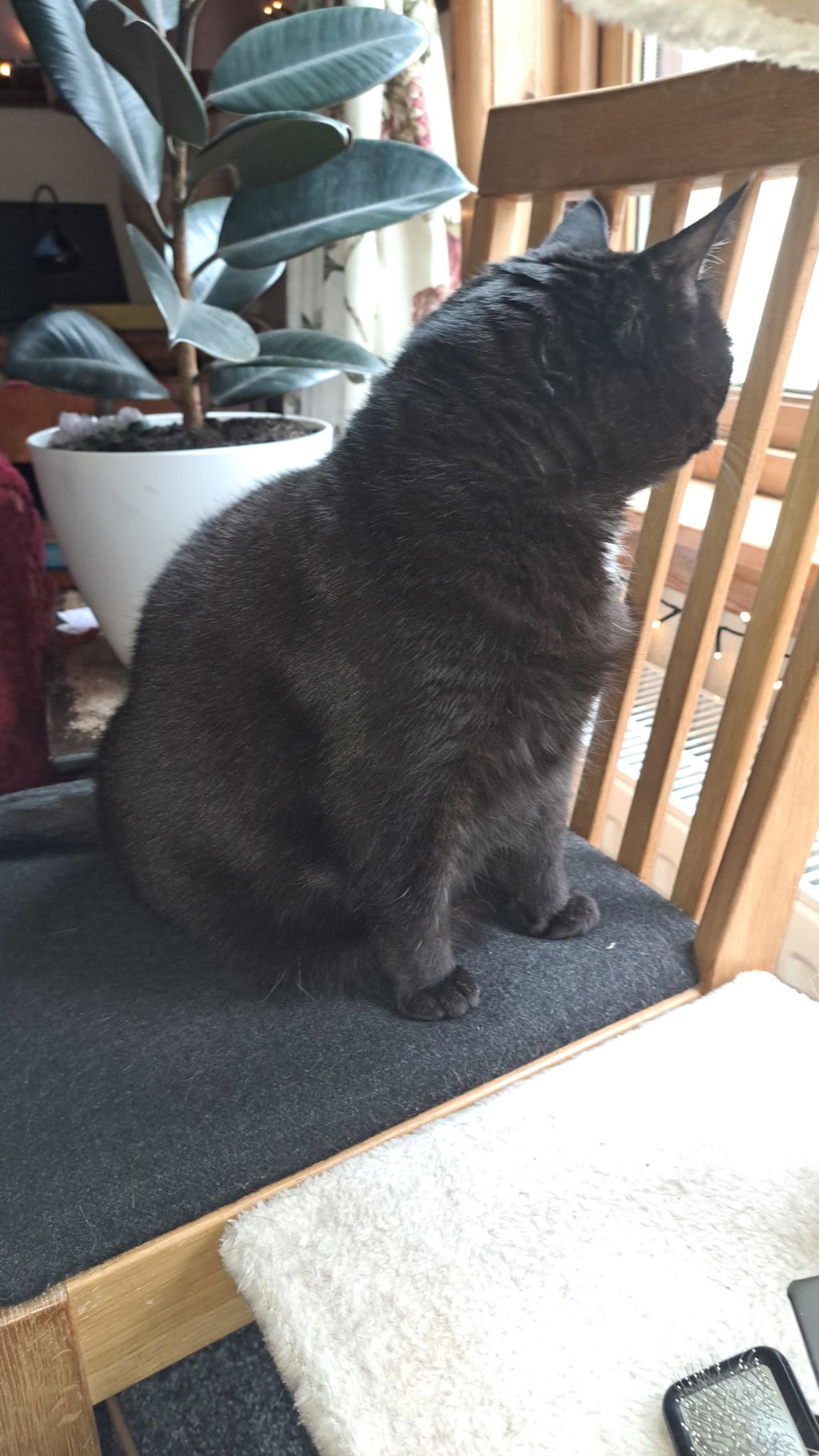 Proflax Feline Fine lakseoljetilskudd til katt for blank pels