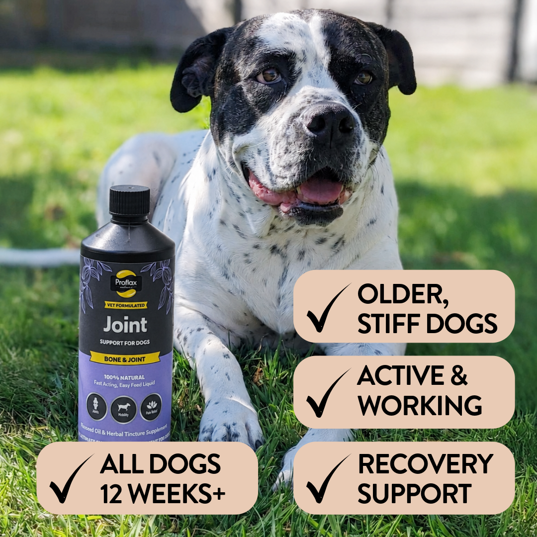 Proflax Bone & Joint olje hund 250 ml ledd