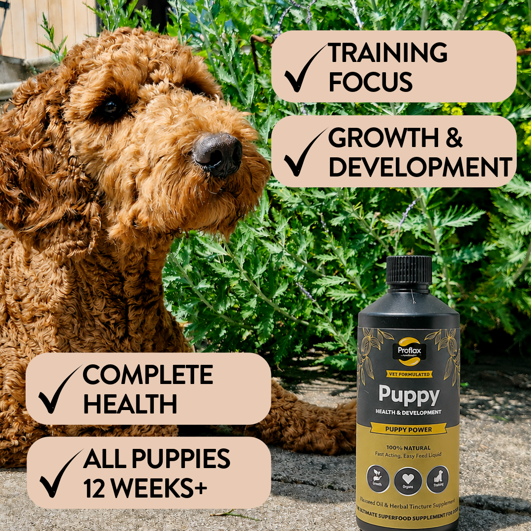 Proflax Puppy Power olje valpetilskudd 100 ml fordøyelse