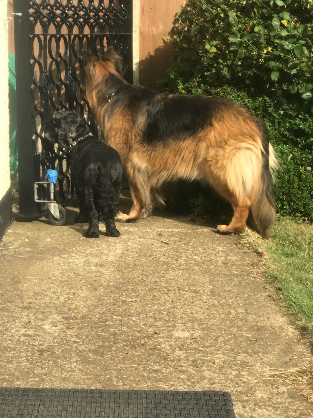 Proflax Skin Gut Immune tyggebiter til hund 120 g hud