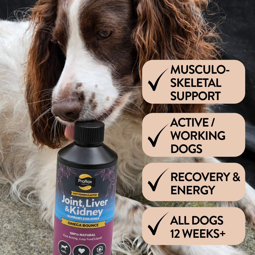 Proflax Omega Bounce lakseolje hund 100 ml ledd