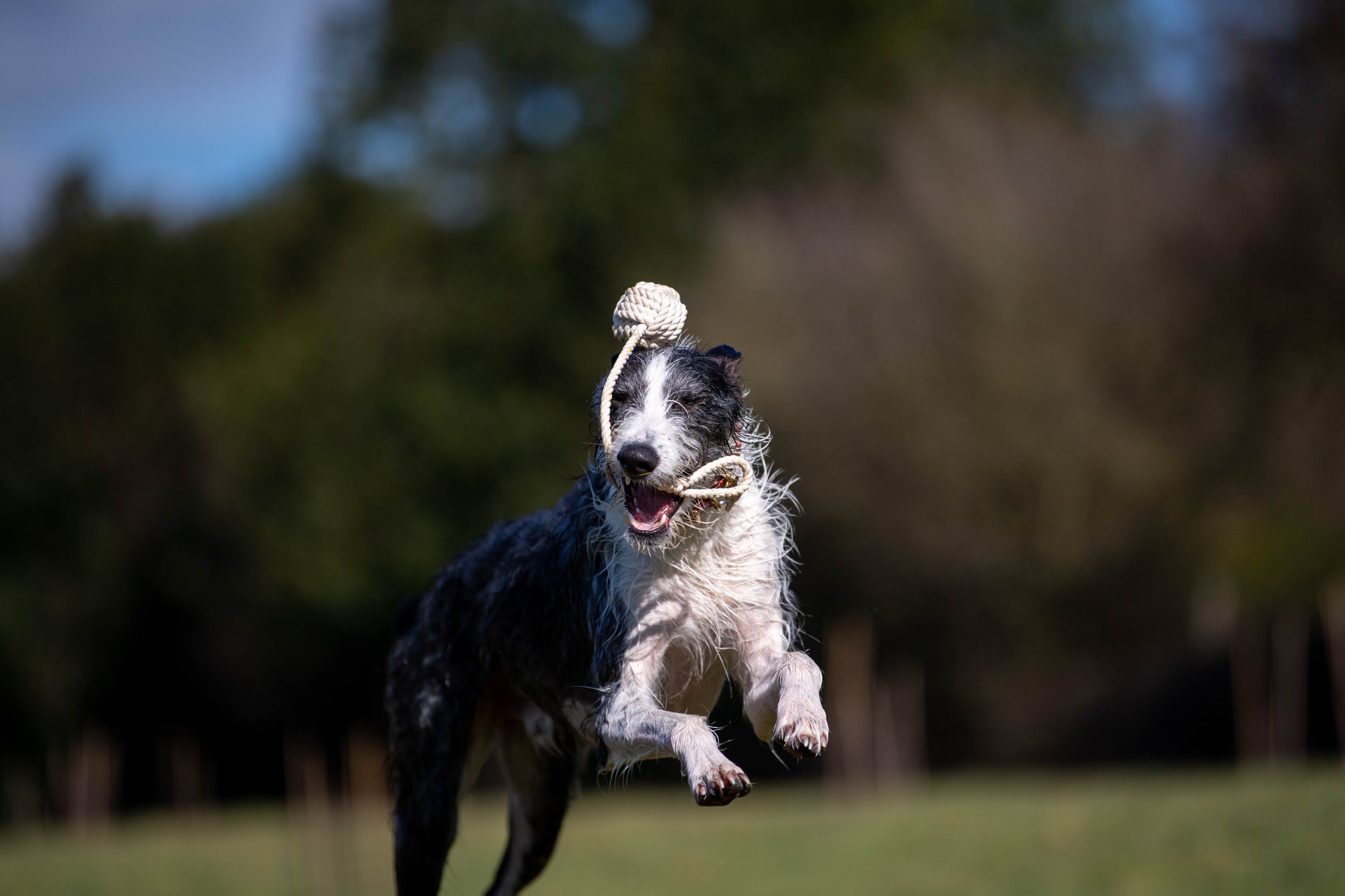The Innocent Hound Rope Ball tau hundeleke 40 cm bomull