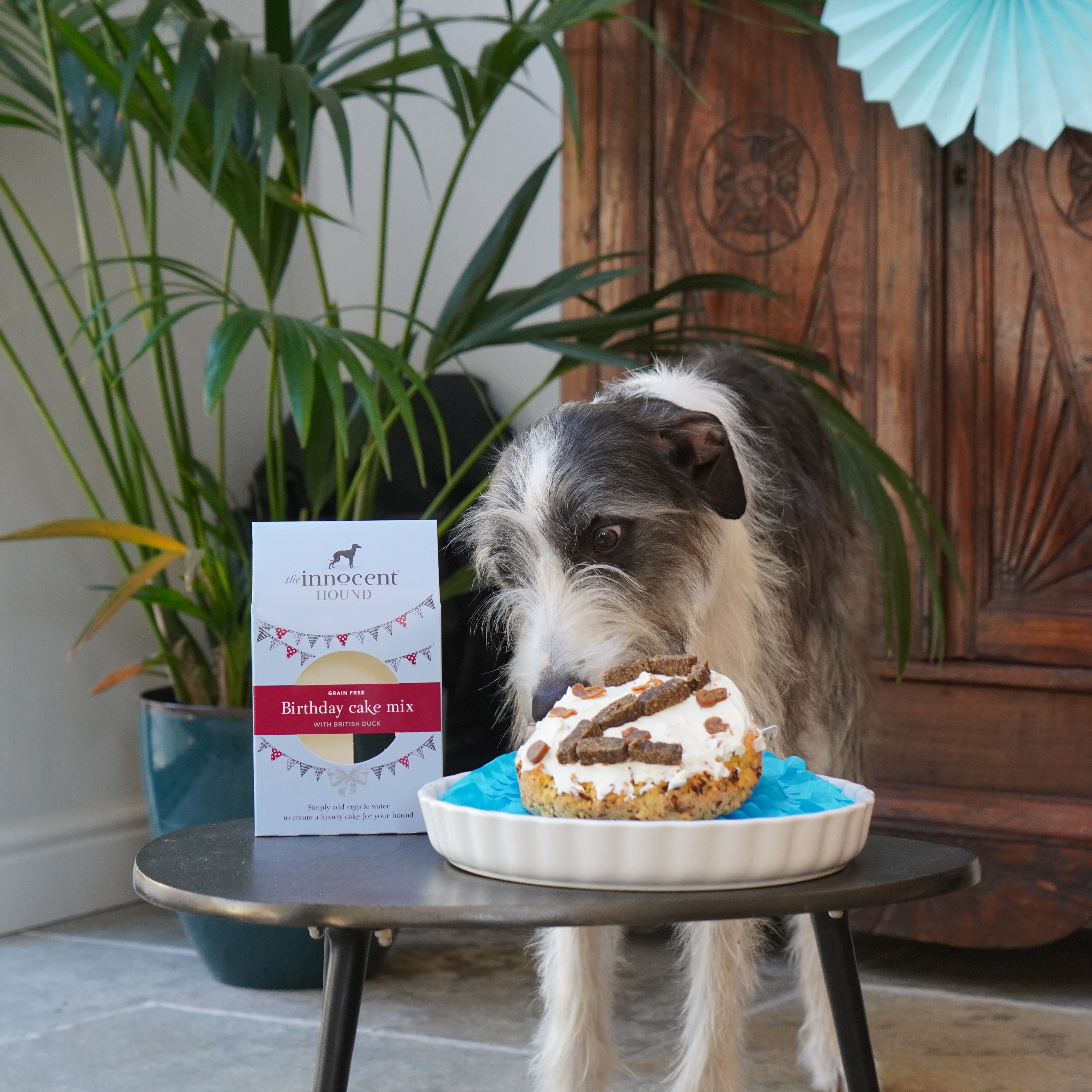 The Innocent Hound Birthday Cake Mix hundekake kornfri