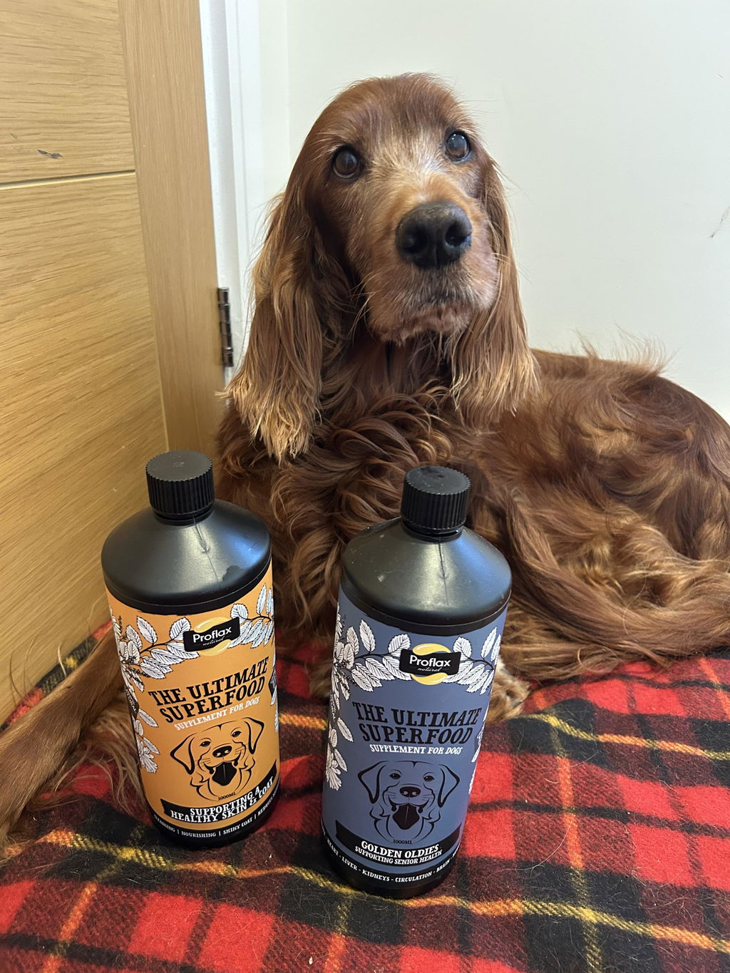 Proflax Bone & Joint olje hund 250 ml ledd