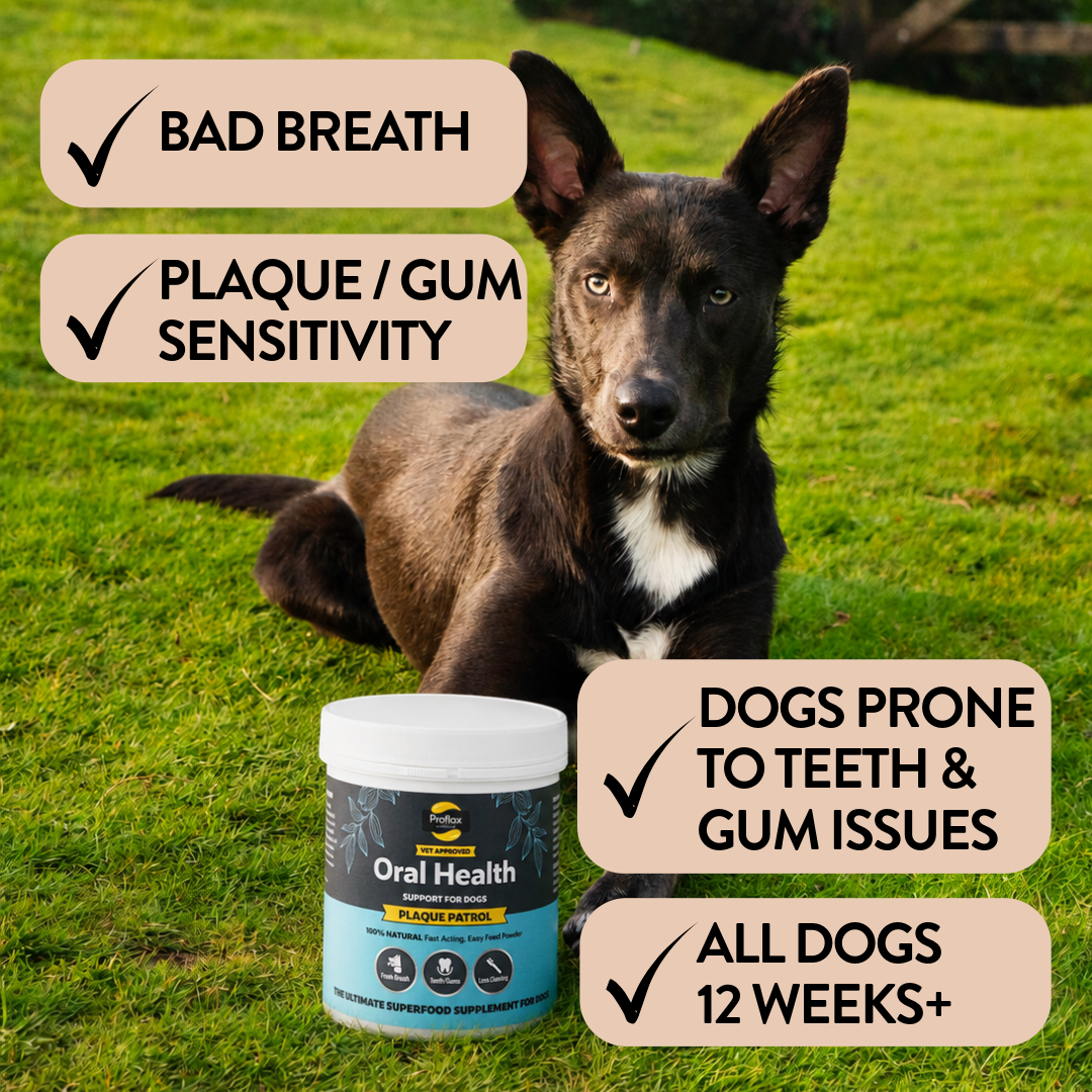Proflax Plaque Patrol tannpulver til hund for frisk pust